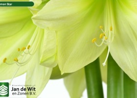 hippeastrum Lemon Star ® (3)